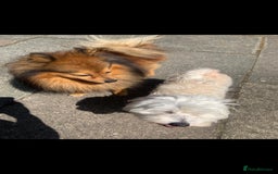 Mixed Breed dogs for sale: Puppy  - Advert 8