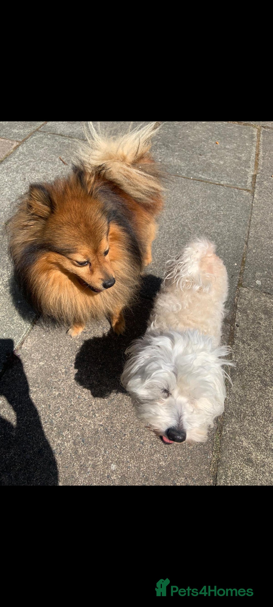 Mixed Breed dogs for sale: Puppy  - Advert 8