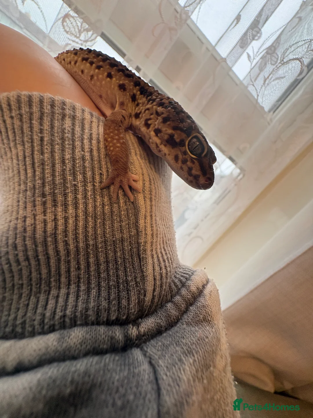 Leopard Gecko reptiles for sale: Leopard geckos  in Bath - Advert 2