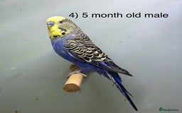 Budgerigars birds for sale: Baby budgies ready now  - Image 4
