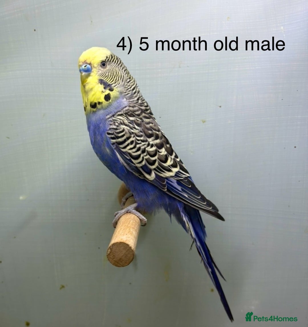 Budgerigars birds for sale: Baby budgies ready now  - Image 4