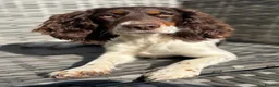 Cocker Spaniel dogs for sale: Working cocker spaniel Puppies  - Advert 3