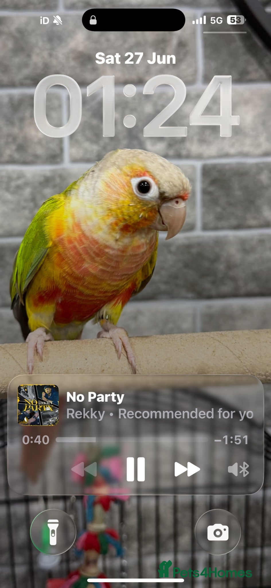 Conures birds Pineapple conure  - Advert 3