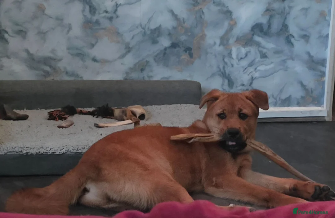 German Shepherd dogs for sale: Need to rehome in Wolverhampton - Advert 2