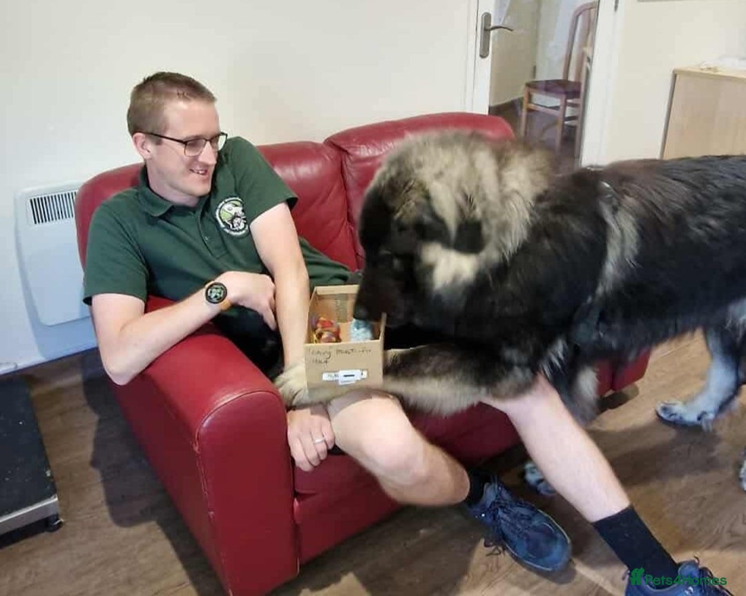 Caucasian Shepherd Dog dogs for adoption: Aslan in Cheltenham - Advert 3