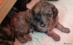 Goldendoodle dogs for sale: Gorgeous mini F1 goldendoodles - Image 16