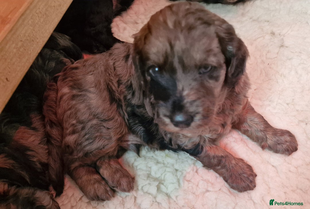 Goldendoodle dogs for sale: Gorgeous mini F1 goldendoodles - Image 16