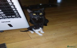 Mixed Breed cats for sale: Just 2 beautiful babies  - Image 1
