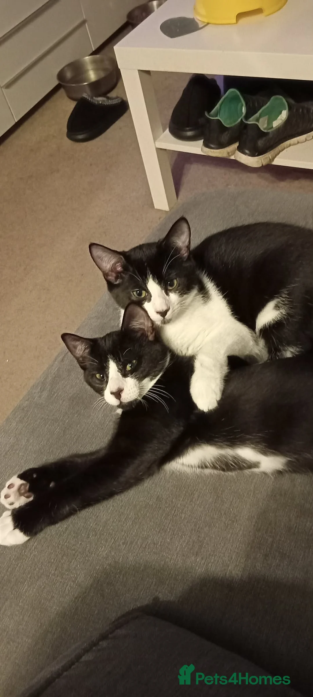 Mixed Breed cats for sale: 2 brothers for sale - Advert 6