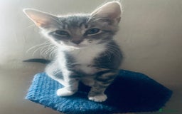 Mixed Breed cats for sale: Little ones are looking for home - Image 11