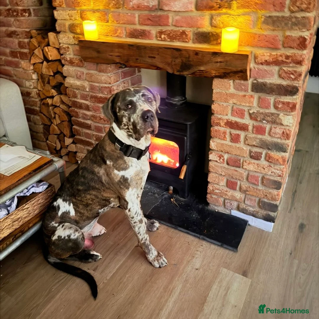 Mixed Breed dogs for adoption: Blue (Cane Corso mix) - Advert 18