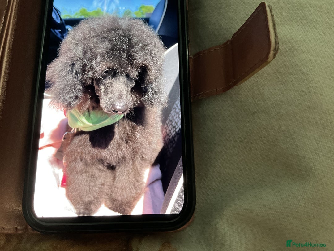 Toy Poodle dogs for sale: Toy poodle  - Image 1