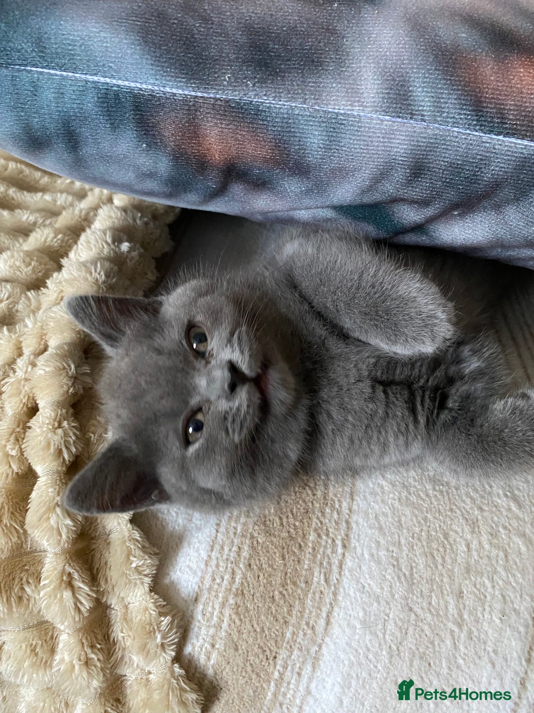 British Shorthair cats for sale: ❤️GCCF❤️ONE GIRL LEFT❤️READY❤️ BRITISH SHORTHAIR❤️ - Image 20