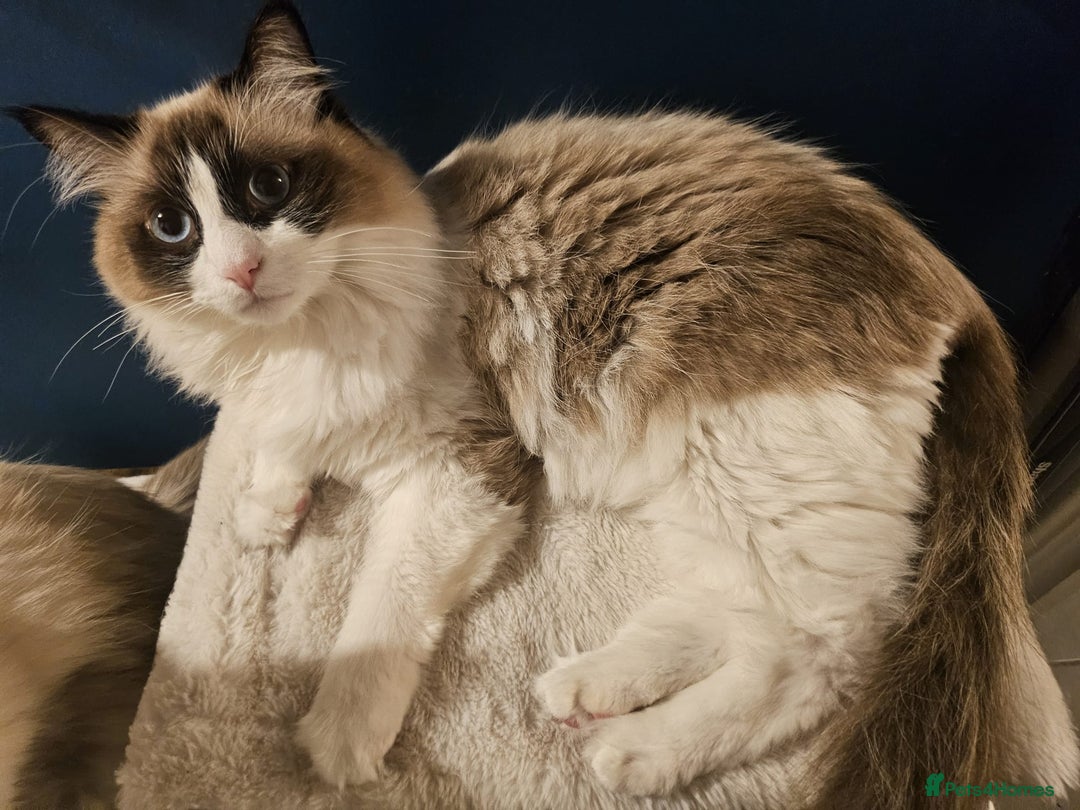 Ragdoll cats for sale: 2 cute male ragdolls looking for a lovely new home - Advert 3