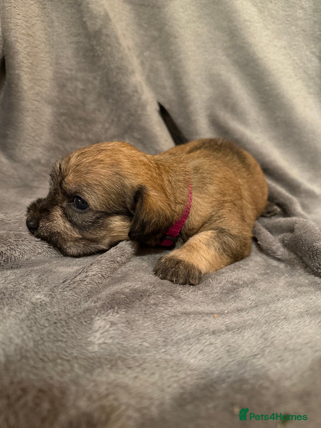 Glen of Imaal Terrier dogs for sale: Glen of Imaal terrier puppies - Advert 40