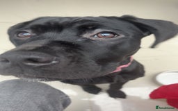 Cane Corso dogs for sale: 8 month old cane corso  - Image 5