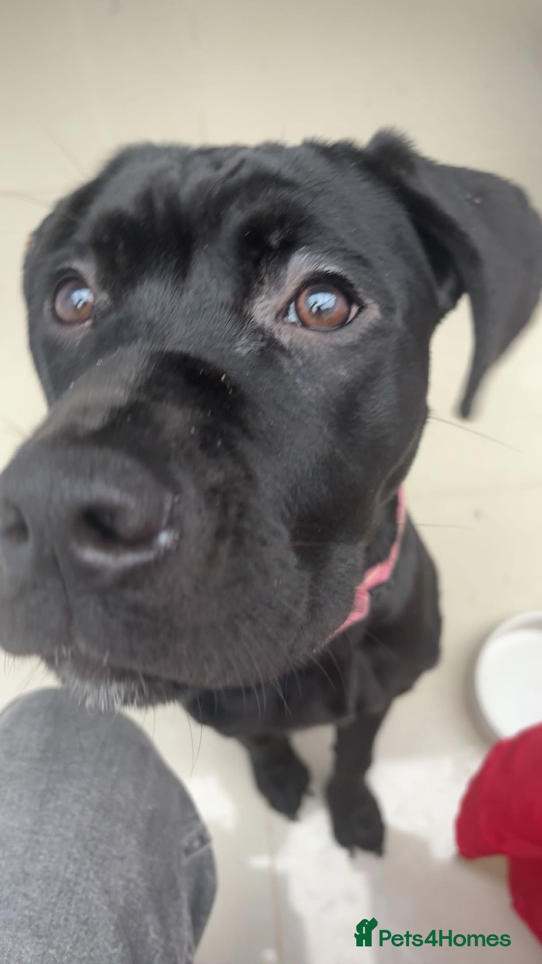 Cane Corso dogs for sale: 8 month old cane corso  - Image 5