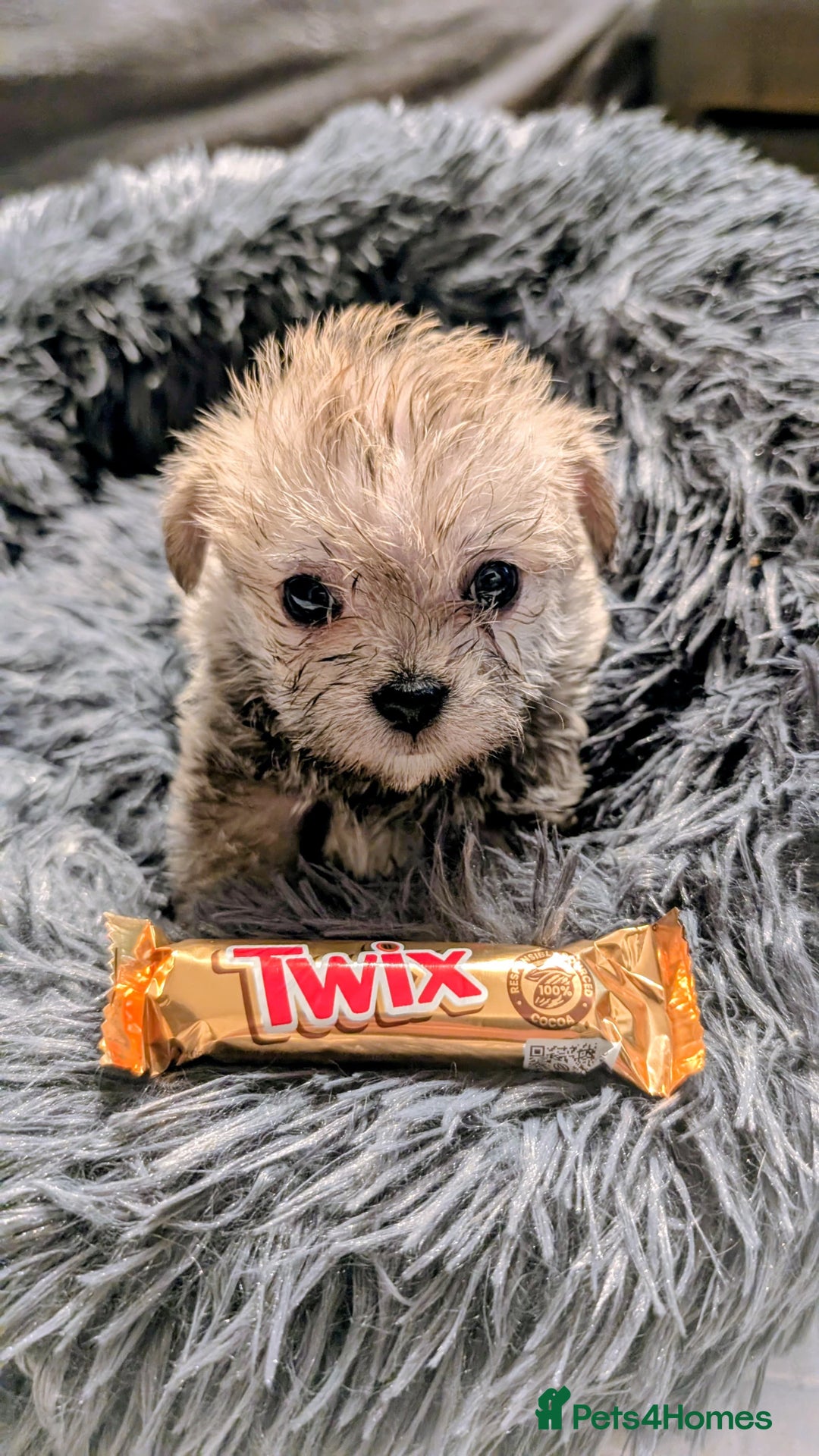 Mixed Breed dogs for sale: Malchi Puppies Looking for Their Forever Homes  - Image 12