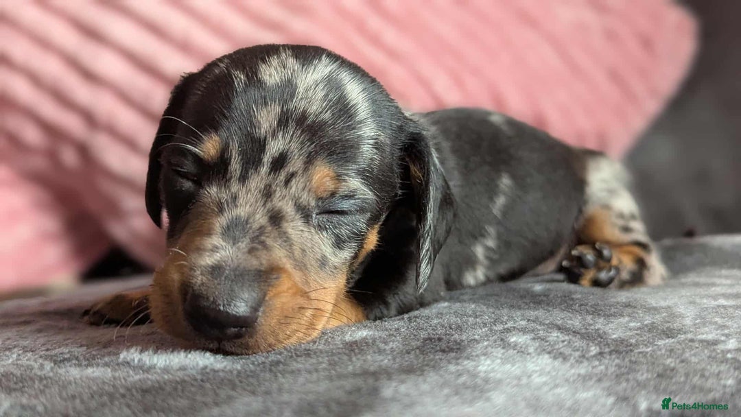 Miniature Dachshund dogs for sale: Beautiful KC miniature dachshund puppies - Image 10