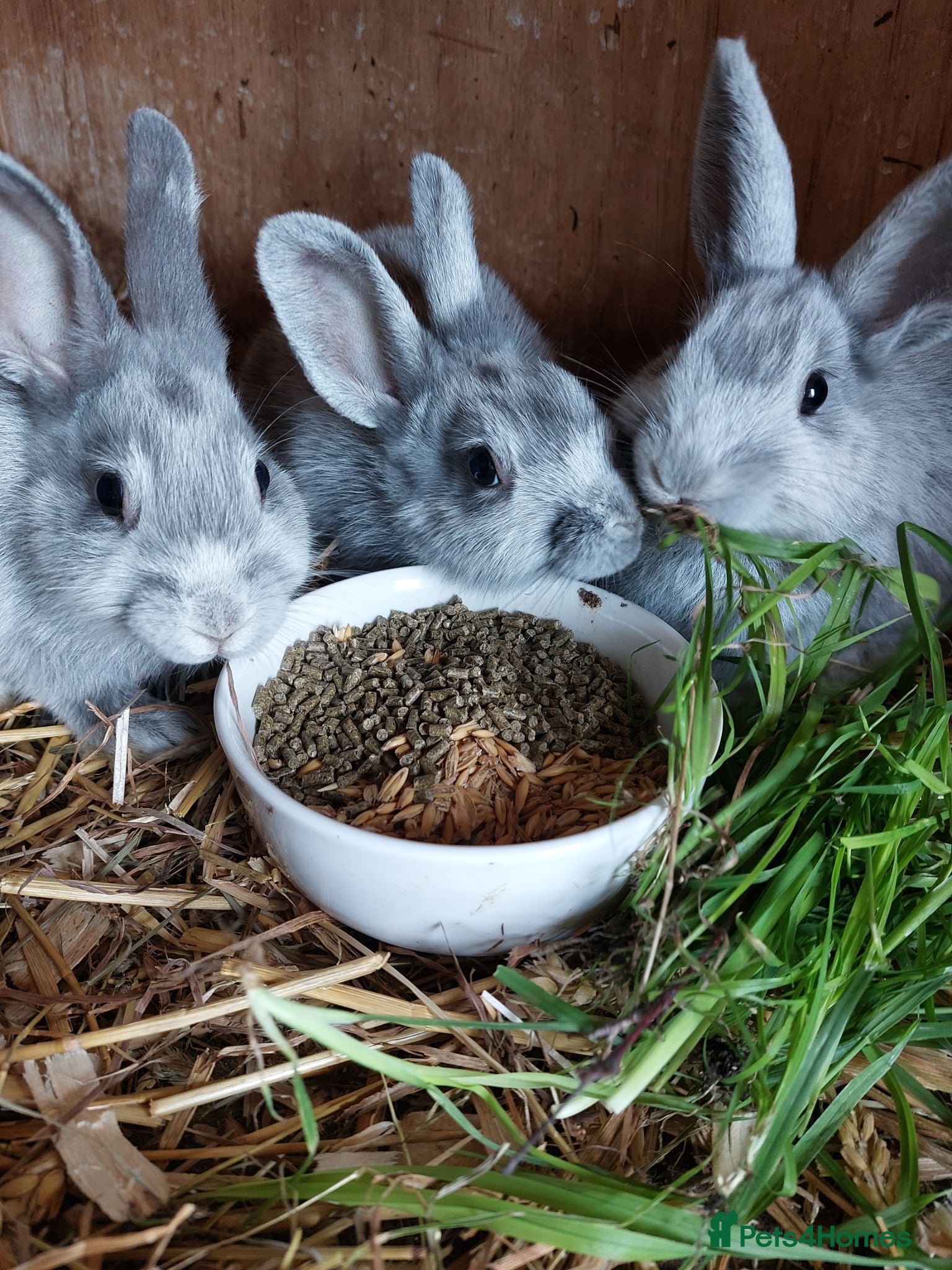 Argente rabbits Argente Bleu and Noir - Advert 1