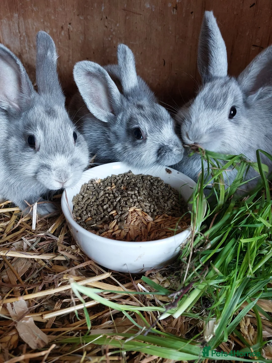 Argente rabbits for sale: Argente Bleu and Noir in Bedlington - Advert 1