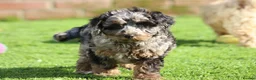 Cavapoochon dogs for sale: Beautiful Cavapoochon puppies for sale - Advert 17