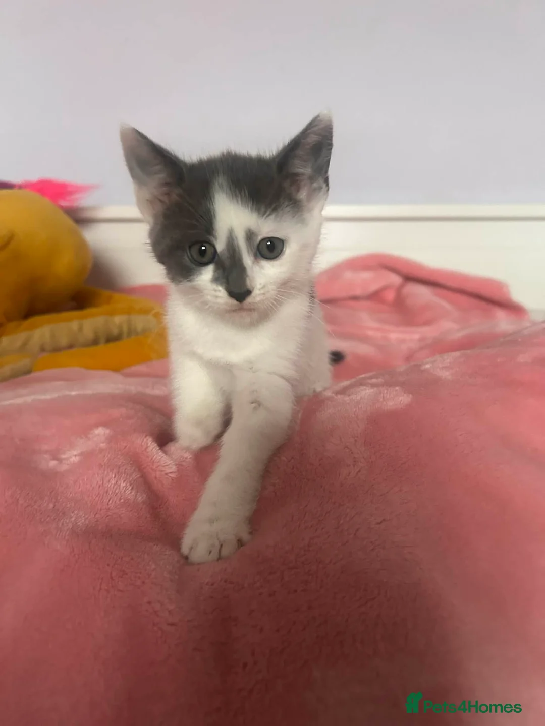 Mixed Breed cats for sale: Kittens - Advert 17