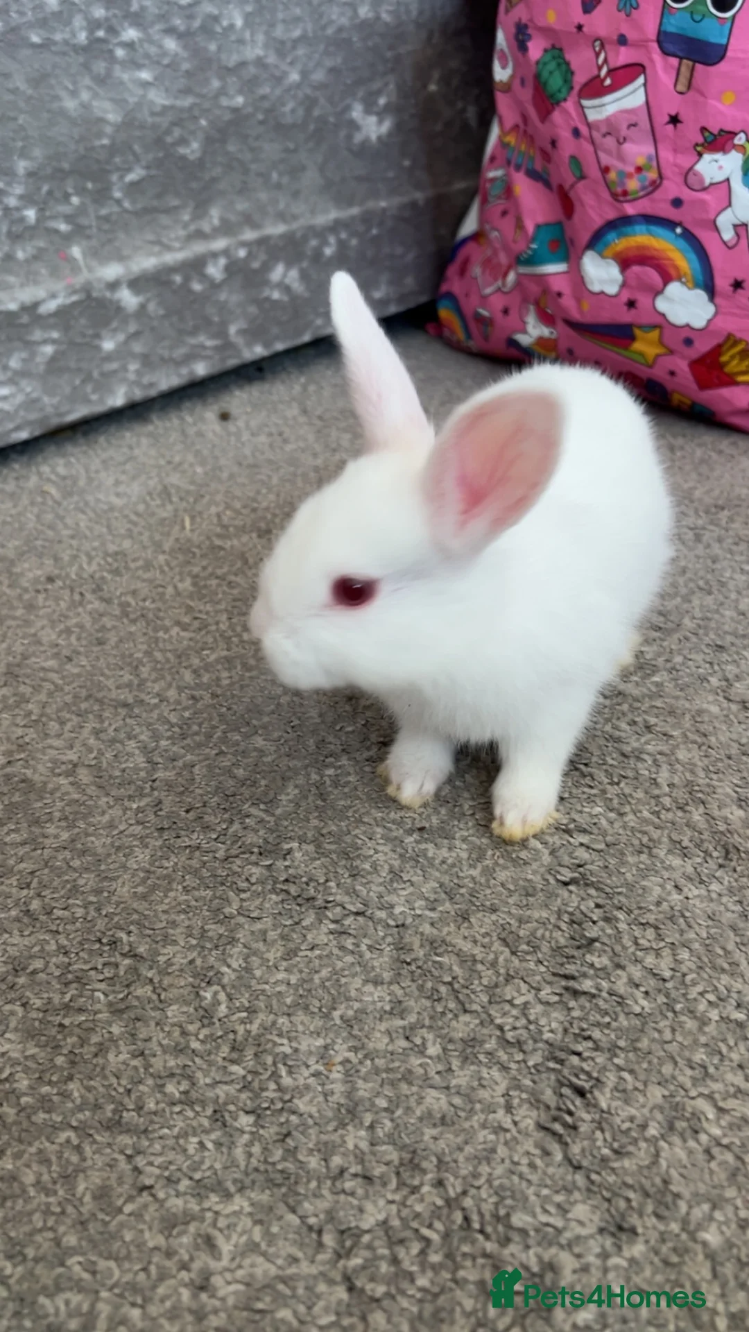 Netherland Dwarf rabbits for sale: White female rabbit in Shipley - Advert 2