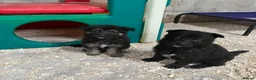 German Shepherd dogs for sale: German Shepherd pups - Advert 8