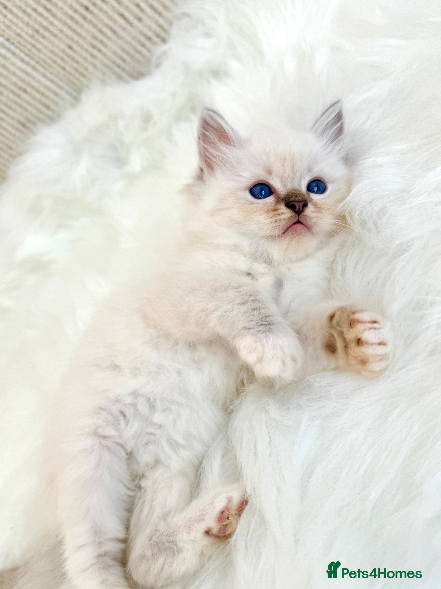Ragdoll cats Outstanding Ragdoll Kittens✨Exceptional Quality - Advert 1