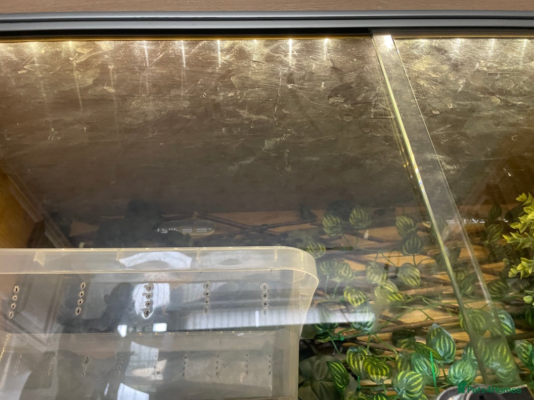 Python Snake reptiles for sale: Royal Python  - Image 6
