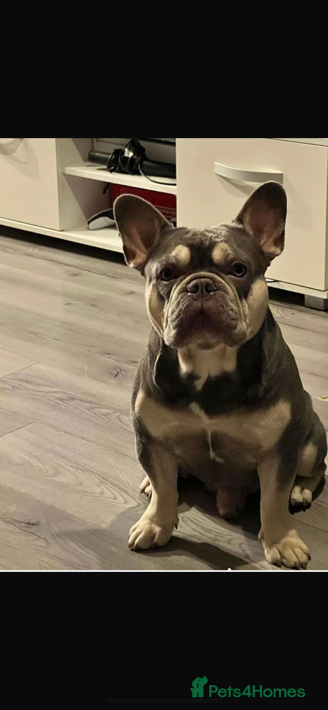 French Bulldog dogs for sale: 5 beautiful French bulldog puppies for sale 😍 - Advert 4