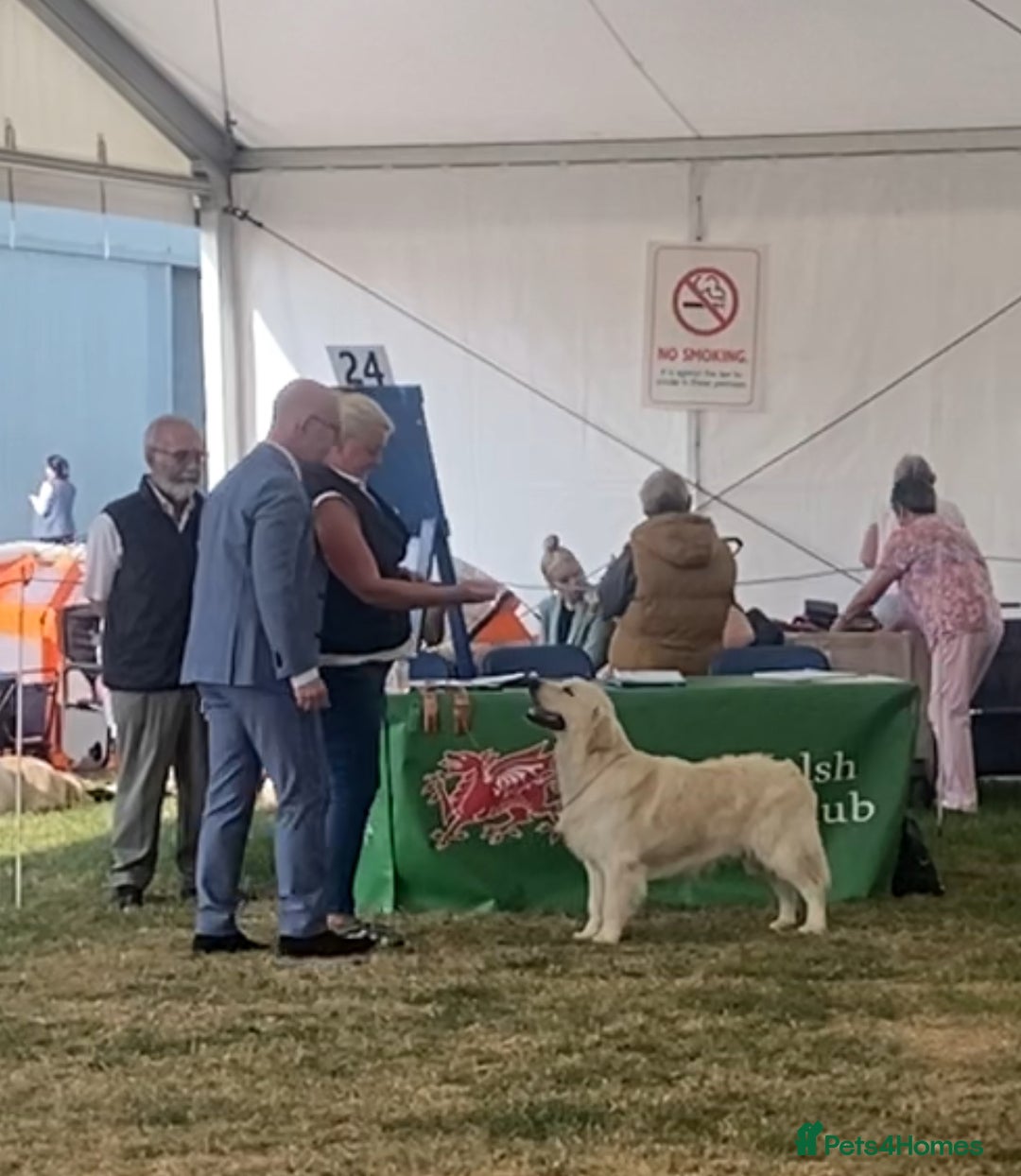 Golden Retriever dogs for stud: ORLAGOLD MAJOR TOM (Ziggy) - Advert 13