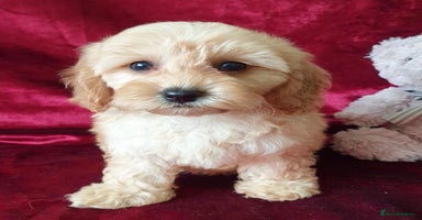 Maltipoo dogs - Advert 12