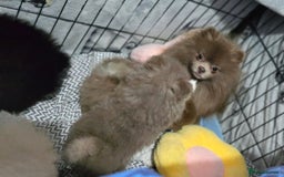 Pomeranian dogs for sale: KC outstanding puppies lilac tan lavender chocolat - Image 14