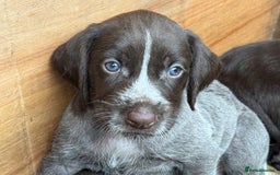 German Wirehaired Pointer dogs for sale: German Wire-haired Pointers of sale - Image 4