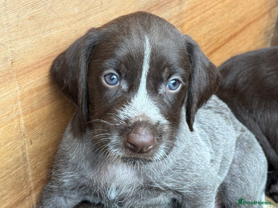 German Wirehaired Pointer dogs for sale: German Wire-haired Pointers of sale - Image 4