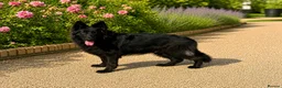 German Shepherd dogs for sale: BOYS IN BLACK in Wellingborough - Advert 3