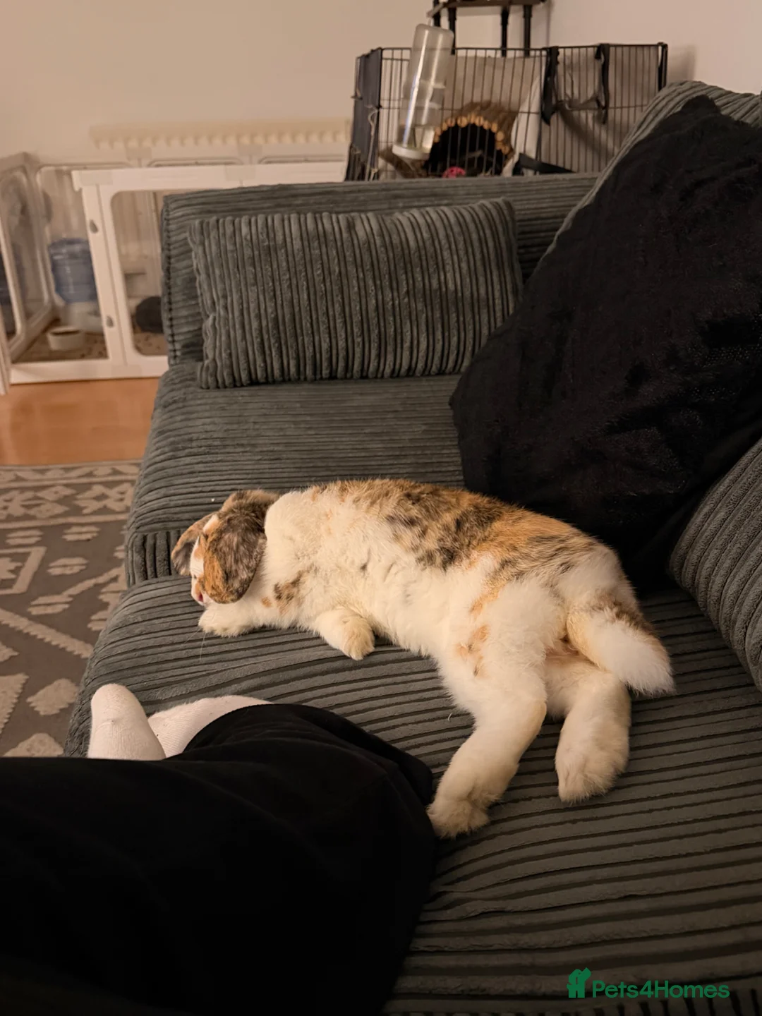 Mini Lop rabbits for sale: Beautiful Male Mini Lop in Basingstoke - Advert 5