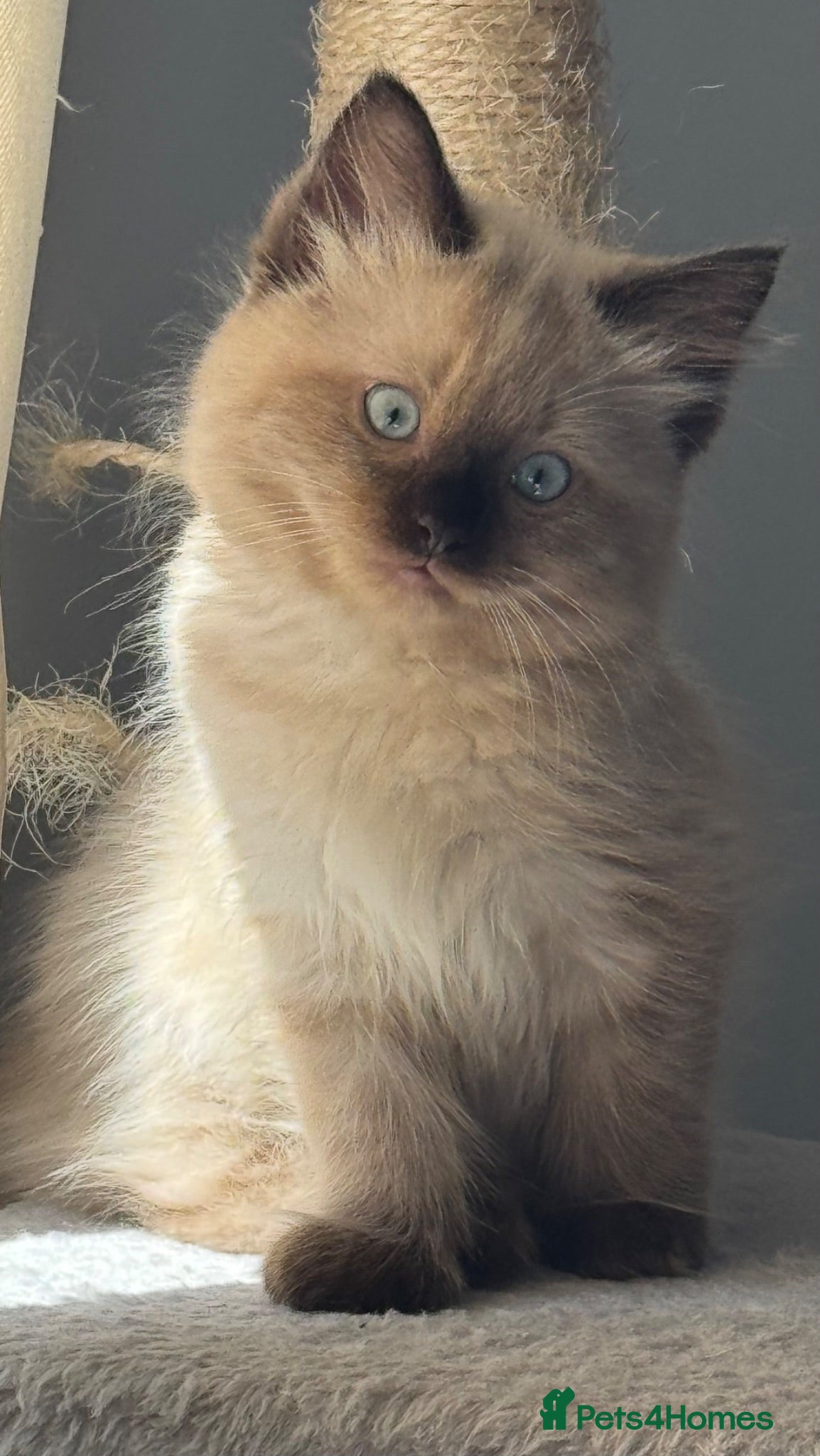 Ragdoll cats Ragdoll kitten  - Advert 4