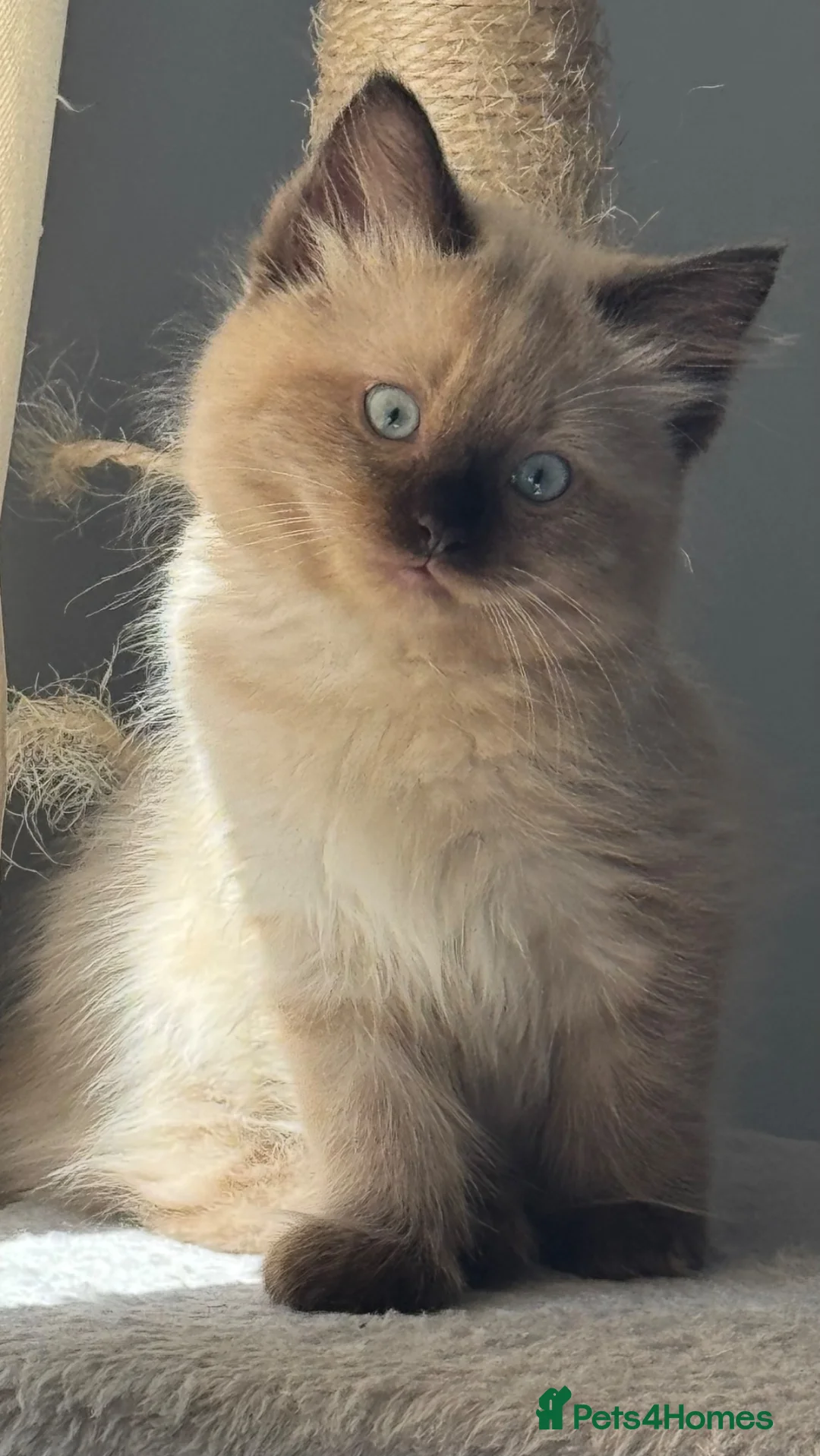Ragdoll cats for sale: Ragdoll kitten  - Advert 1