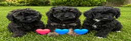 Miniature Poodle dogs for sale: 3 left! Pure Bred Miniature poodles - Advert 1