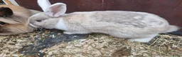 Lionhead rabbits for sale: Lion head  rabbits  - Advert 4