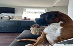 Boxer dogs for stud: PROVEN KC REGISTERED BOXER STUD - Red Flashy Male in London - Image 24