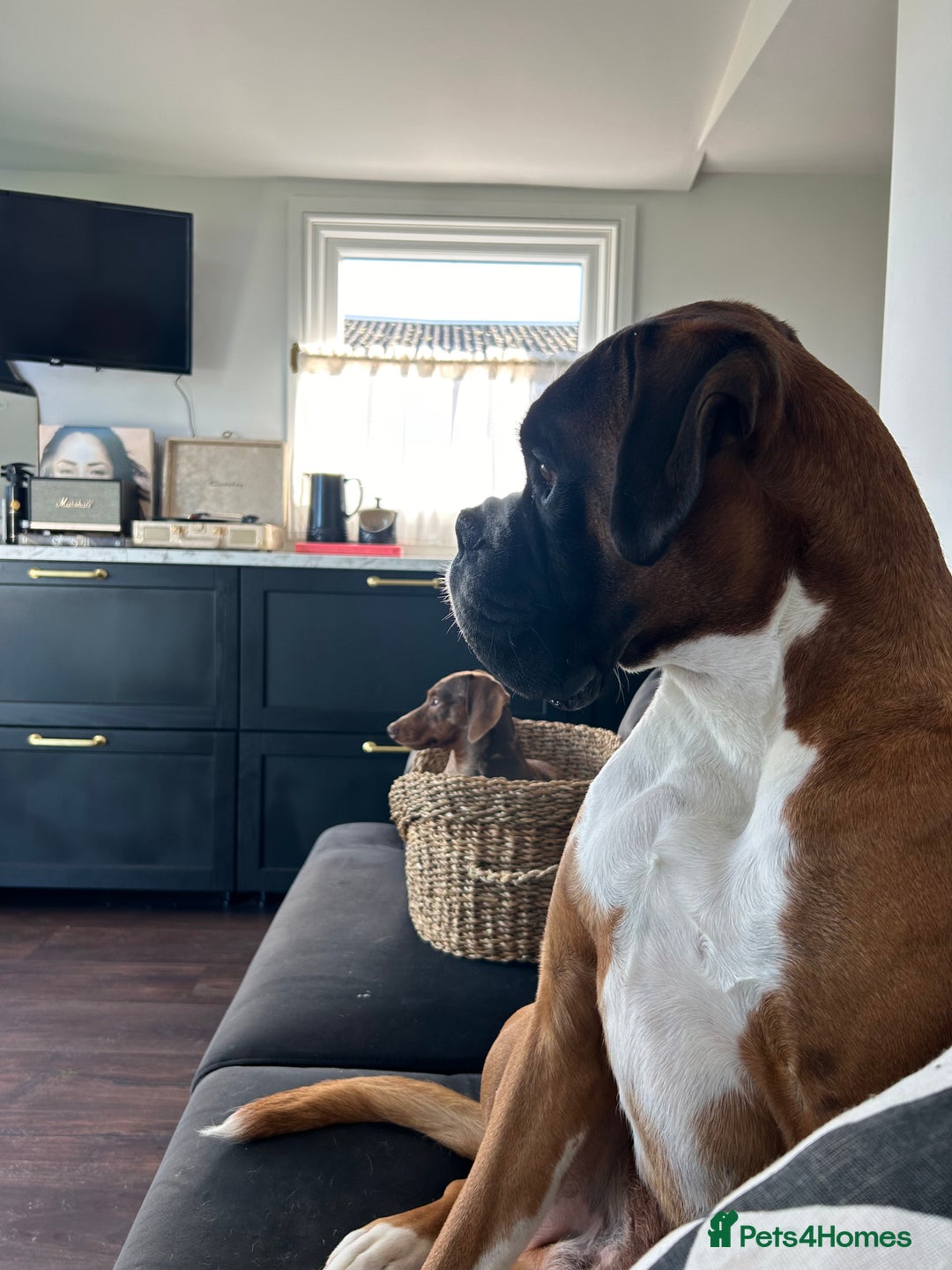 Boxer dogs for stud: PROVEN KC REGISTERED BOXER STUD - Red Flashy Male in London - Image 24