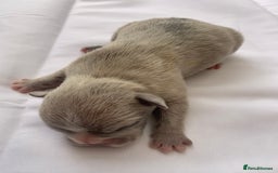 French Bulldog dogs for sale: French bulldog puppies with lilac and merle  - Image 17