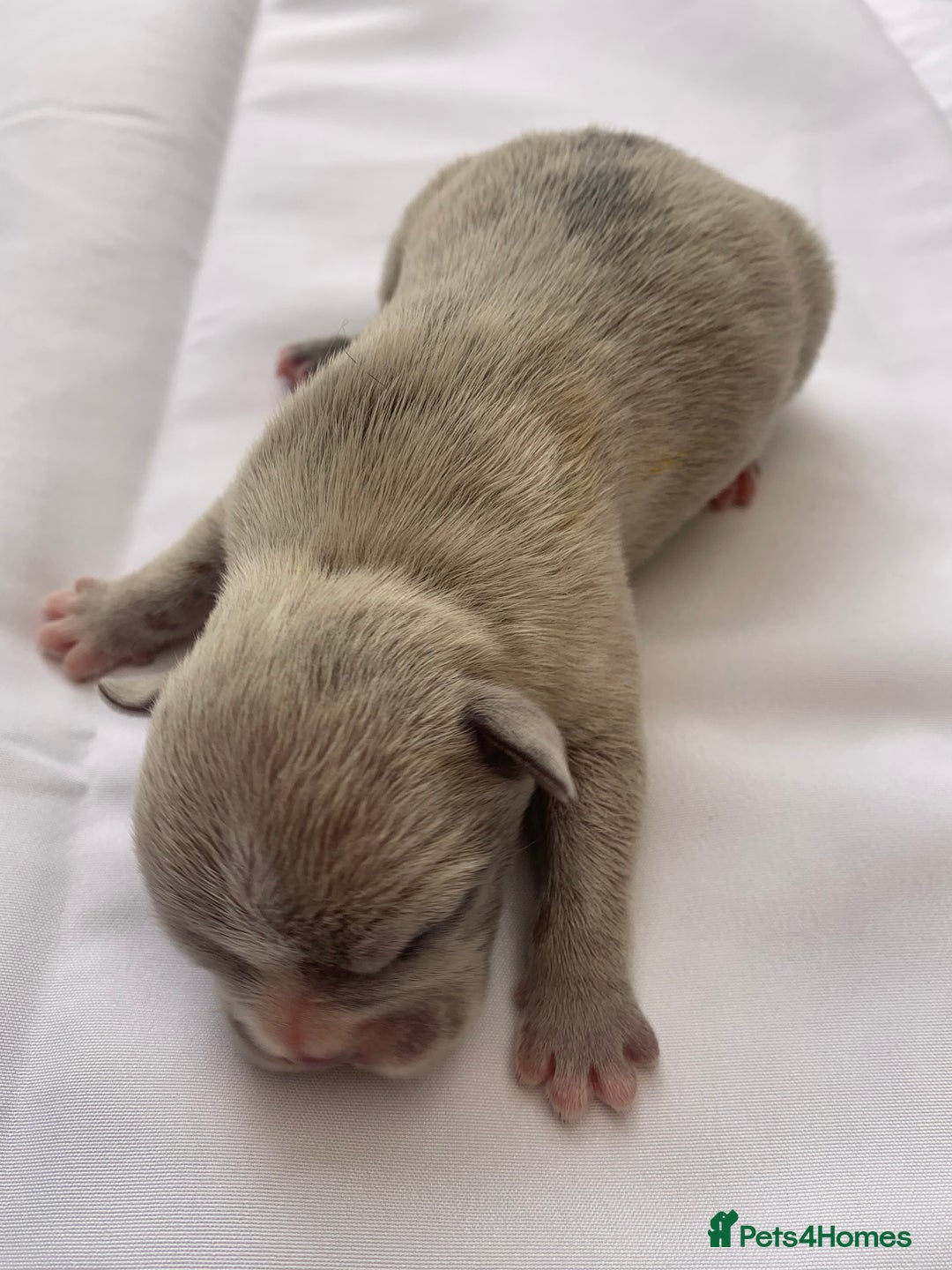 French Bulldog dogs for sale: French bulldog puppies with lilac and merle  - Image 17