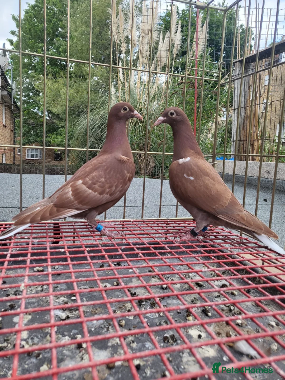 Pigeons birds for sale: Pigeons for sale in London - Advert 1
