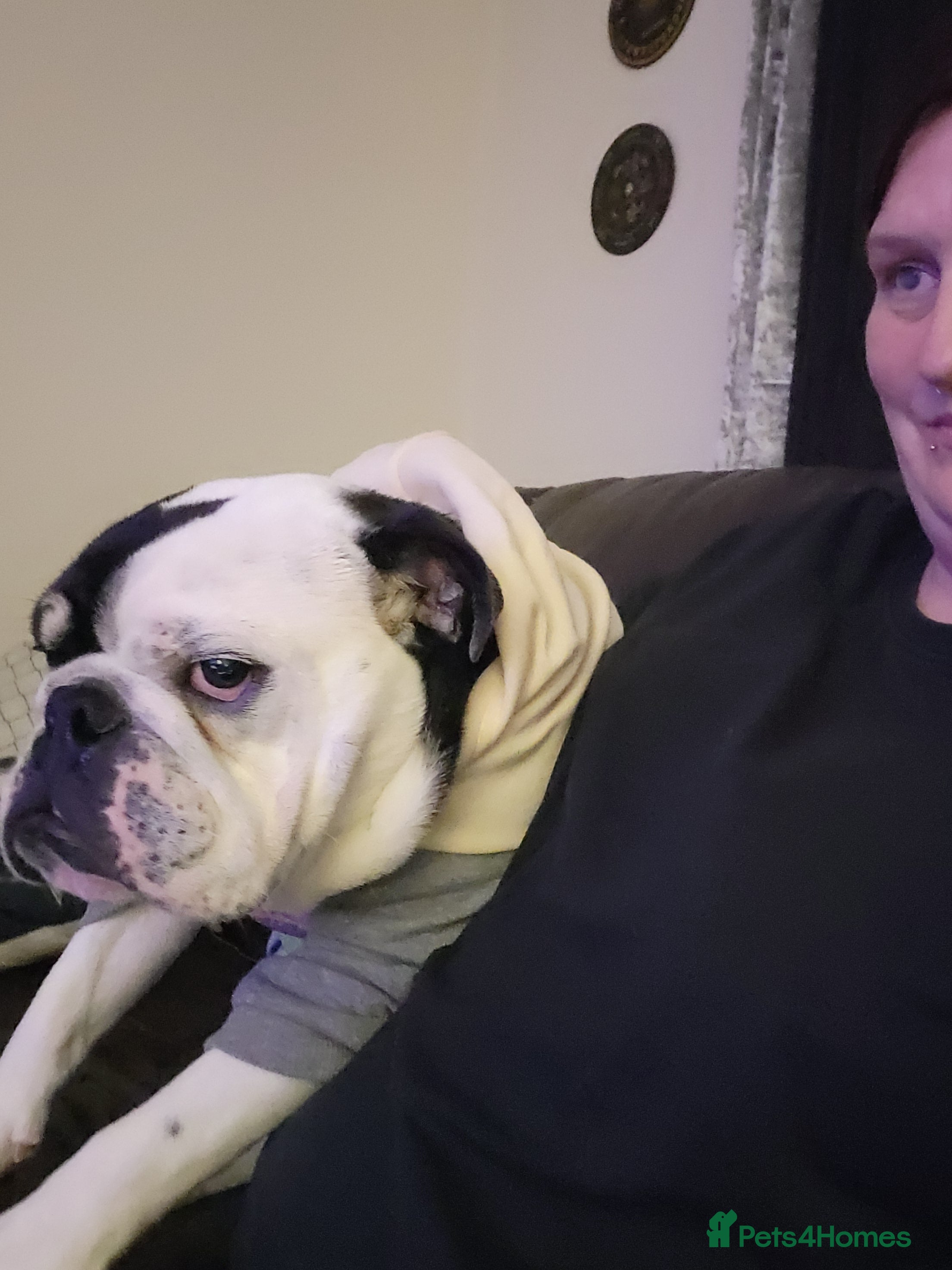 Olde English Bulldogge dogs Olde english bull dogge  - Advert 3