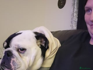 Olde English Bulldogge dogs Olde english bull dogge - Advert 1